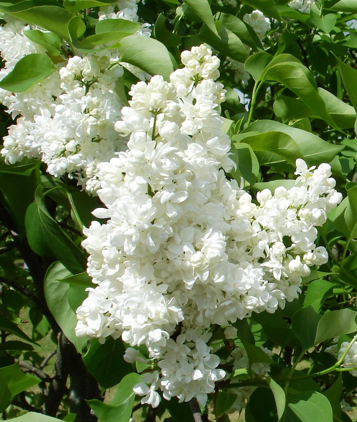 "Souv. d. Alice Harding" Syringa vulgaris